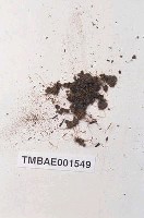 藏品(無疣牆苔)的圖片